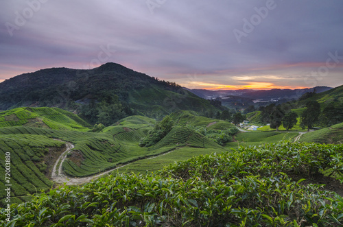 Tea plantation Cameron highlands  Malaysia