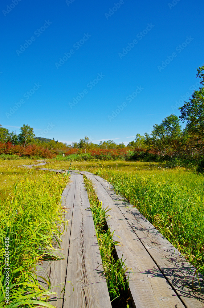秋の栂池自然園　遊歩道