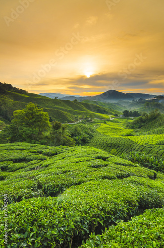 Vászonkép Tea plantation Cameron highlands, Malaysia