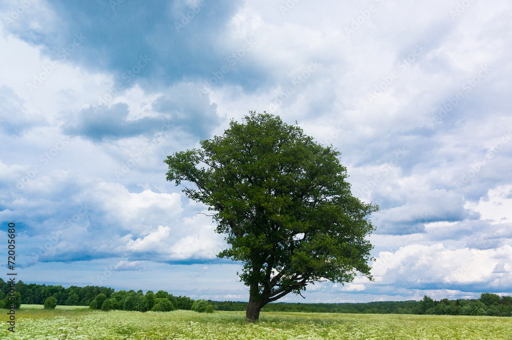 Obraz premium Field Landscape Plain Nature