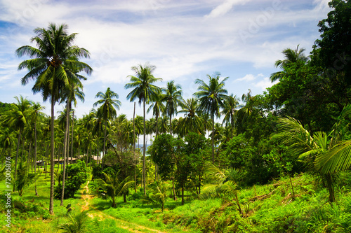 Coconut Getaway Under Palms