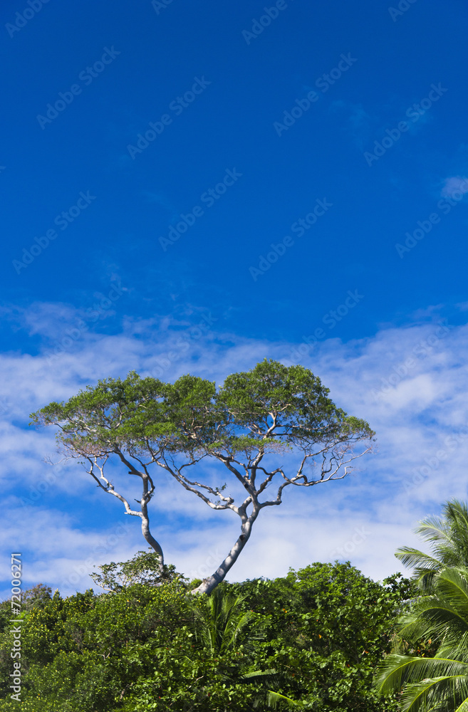 Obraz premium Leaves and Branches Natural Background