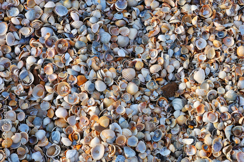 Small shells Small shells