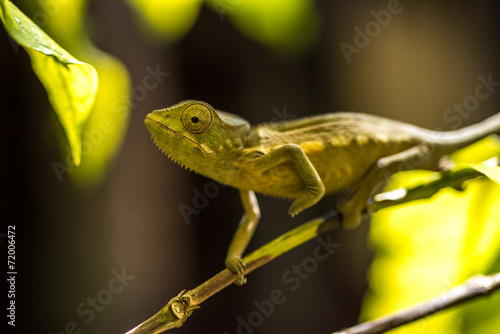 Colorful chameleon of Madagascar, very shallow focus
