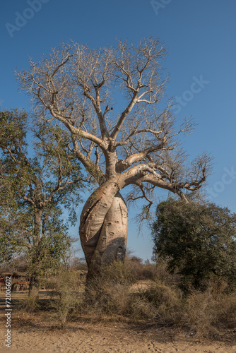 Baobab Amoureux, two baobabs in love, Madagascar photo