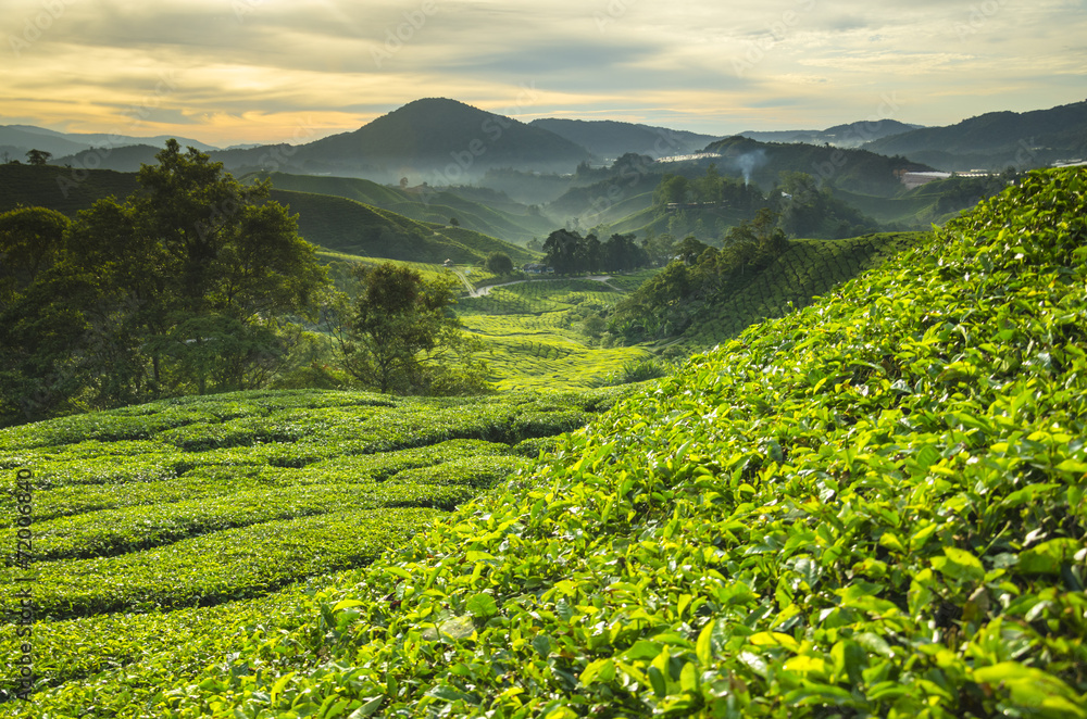 Tea plantation Cameron highlands, Malaysia