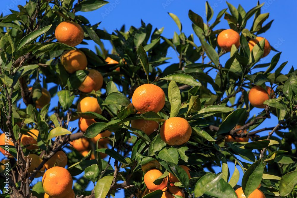 Φωτογραφία Japanese orange ;Satsuma on the tree