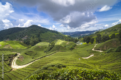 Tea plantation Cameron highlands, Malaysia © cescassawin