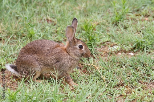 Brown rabbit in the middle of the Prairie