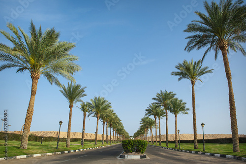 The hotel territory with palm trees, a lawn, little tables and c