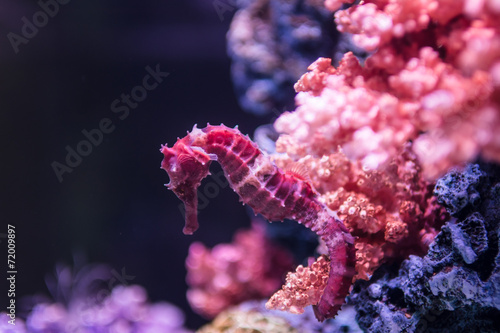 A orange seahorse in a colorful aquarium