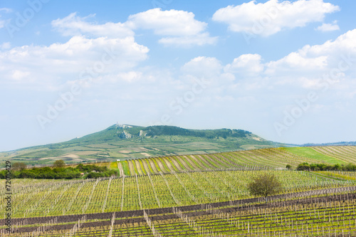 Wallpaper Mural spring vineyard, Palava, Czech Republic Torontodigital.ca