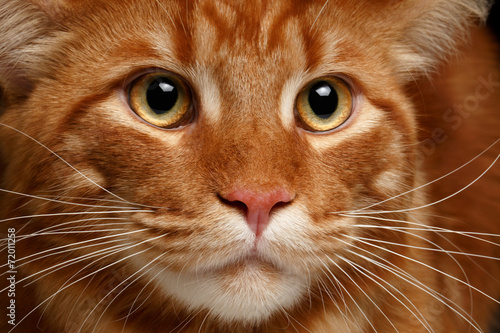 close-up red Maine Coon © seregraff