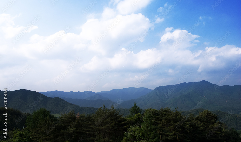 춘양목군락지 춘양목군락지