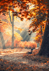 Wandcirkels Herfst Stadspark met zonnestralen in herfst  © beerlogoff