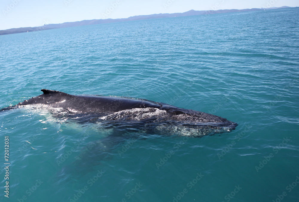 Naklejka premium Humpback whale