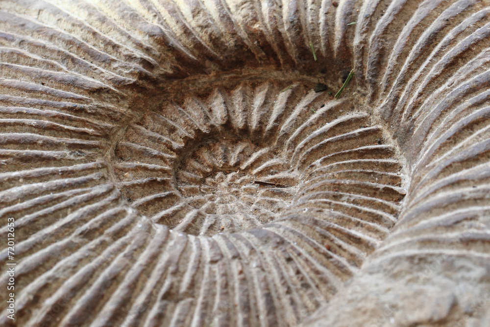 amonites fossil background amonites fossil background