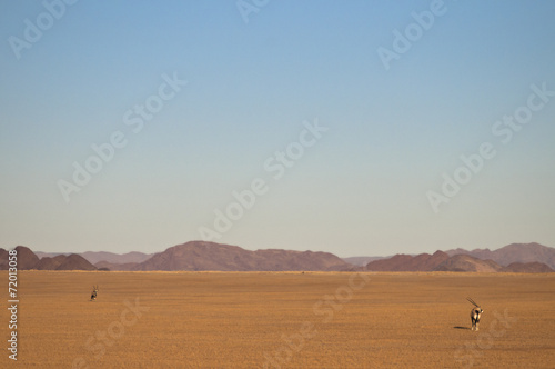 Oryxantilope  Namib-Naukluft-Park  Namibia  Afrika