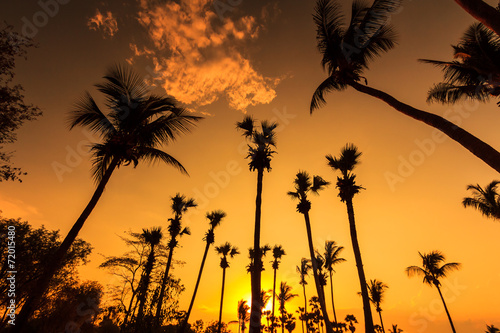 Silhouettes of Coconut tree in the sunset