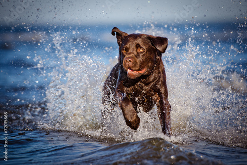 Obraz na plátně labrador running in the water