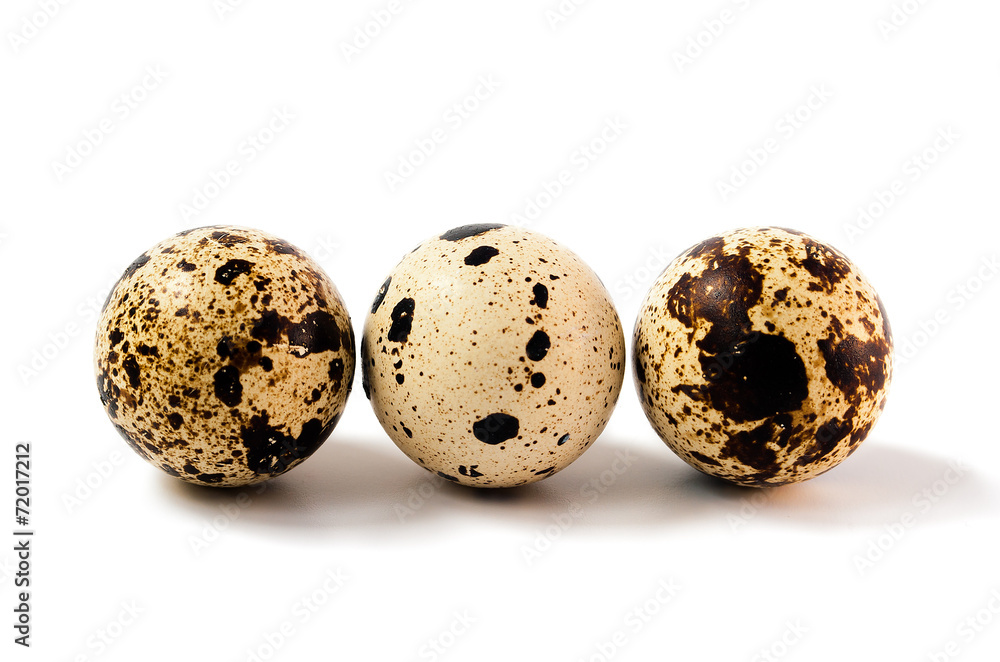quail eggs white isolated quail eggs white isolated