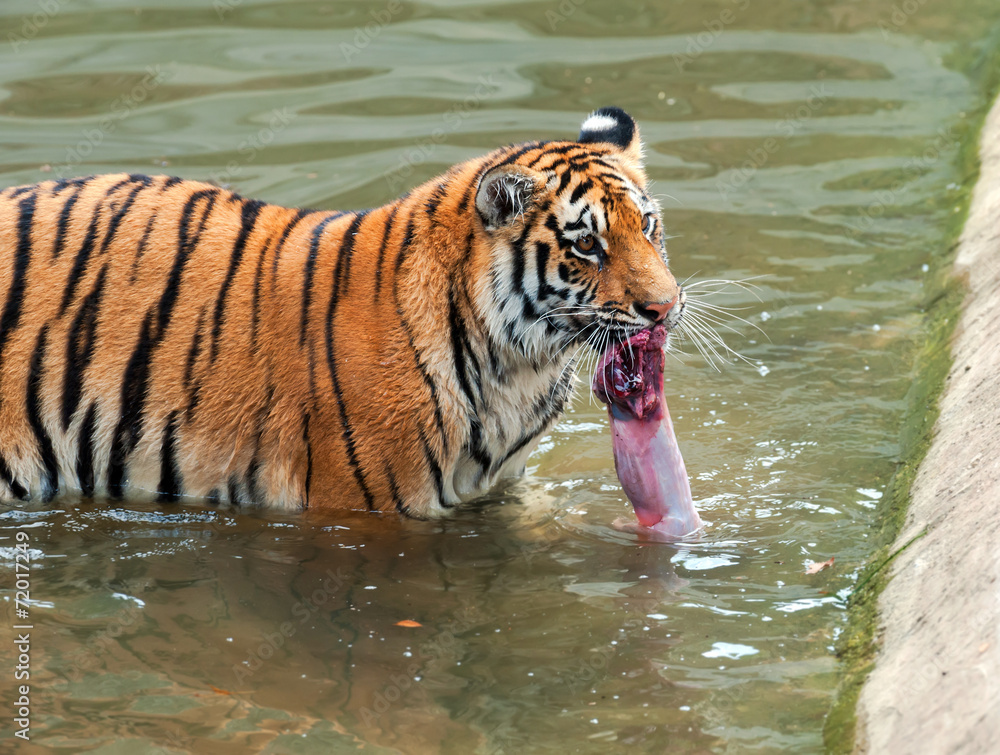 Fototapeta premium Amur Tiger
