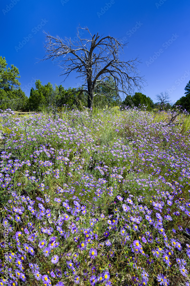 Obraz premium Field of Purple Asters