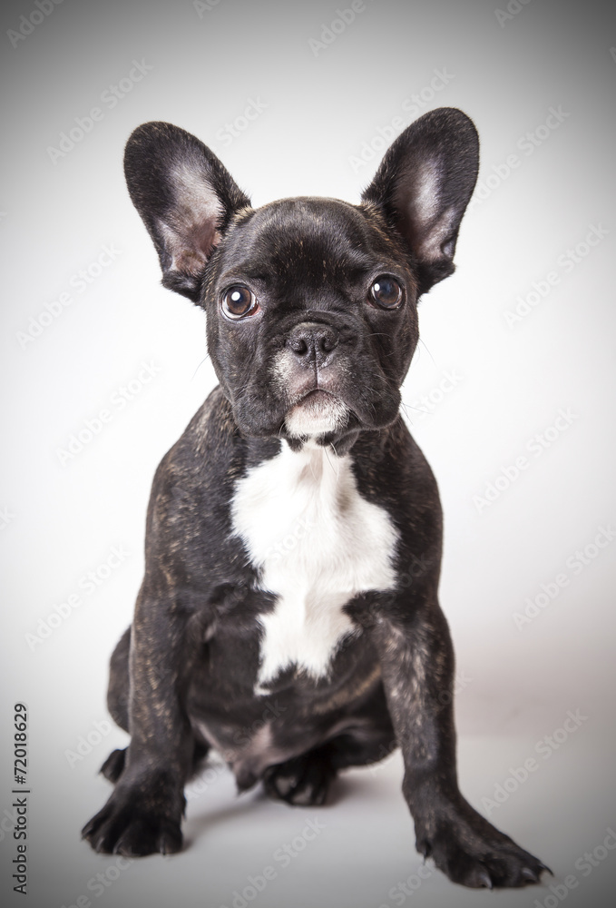 portrait of baby French bulldog