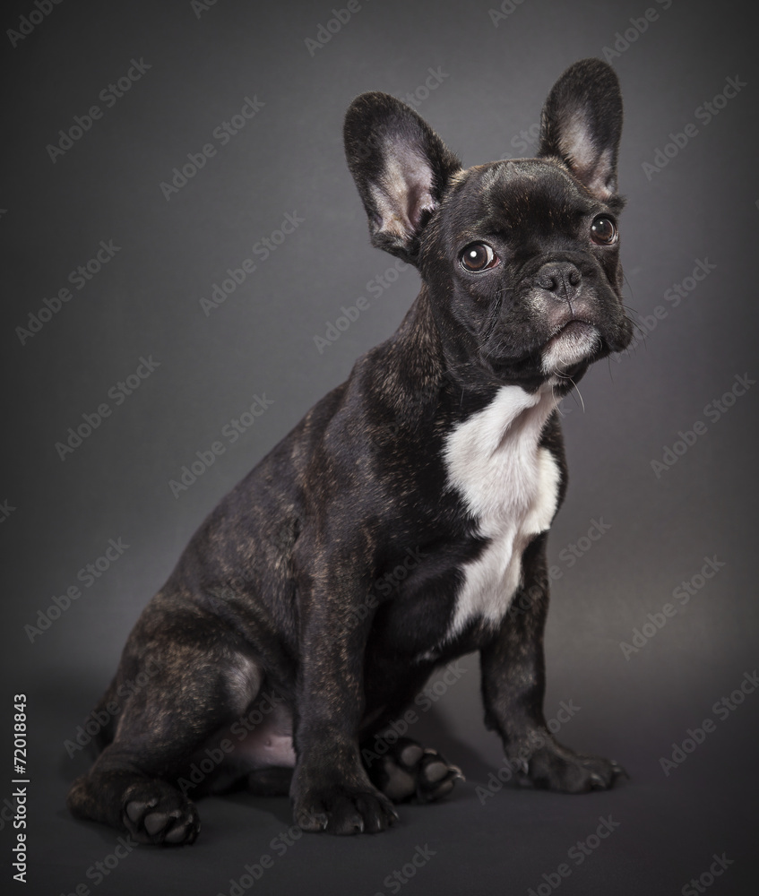 Portrait of a baby sitting french bulldog