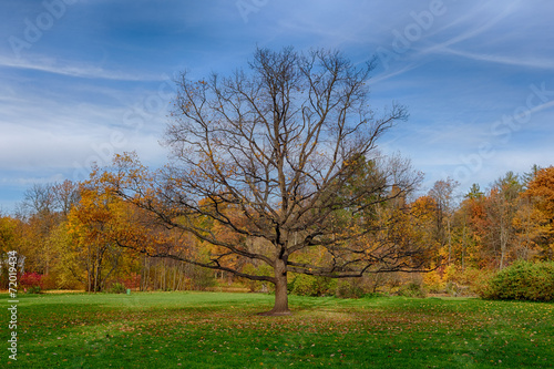 lonely oak tree