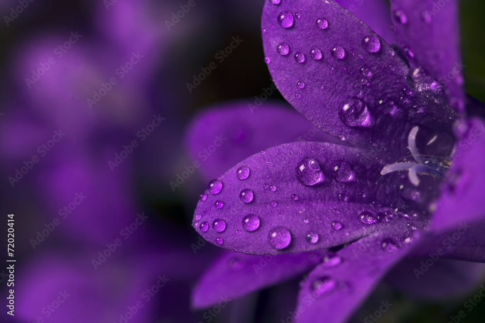 Fototapeta premium Wet purple flower