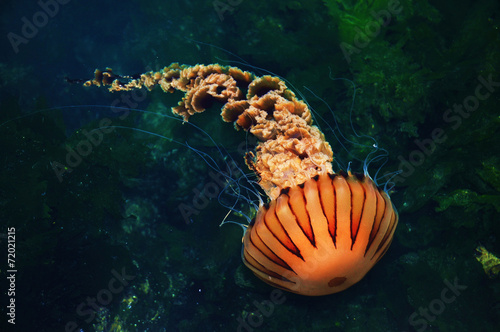 Jellyfish © gorkemdemir