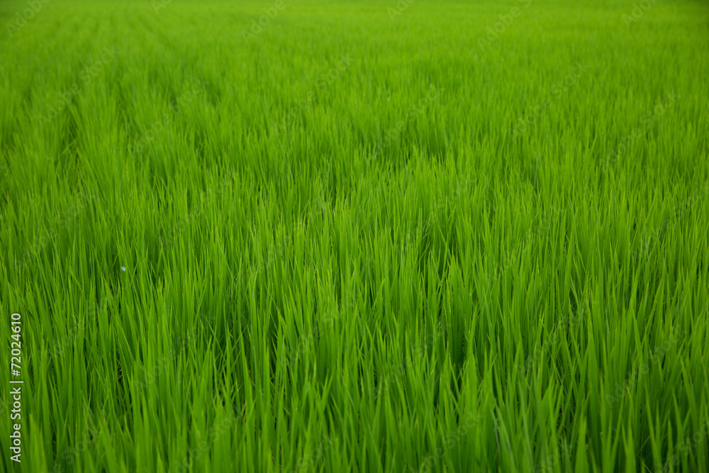 Green background of rice field