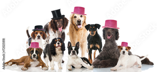 Canvas Print Hundeparty