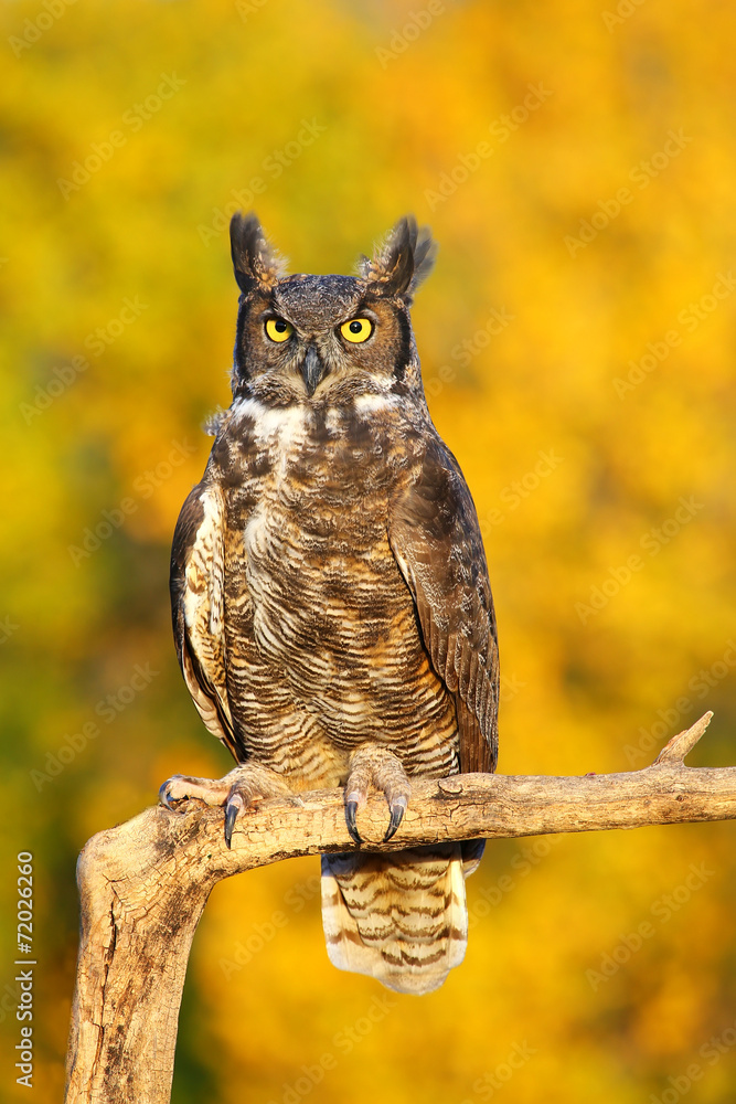 Fototapeta premium Great horned owl sitting on a stick