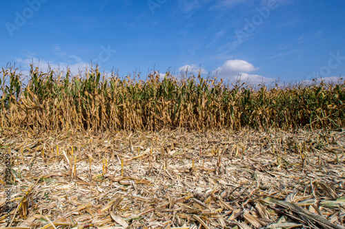 Vászonkép Corn field