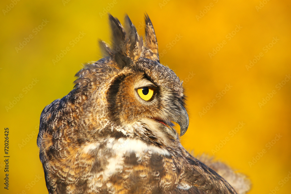 Obraz premium Portrait of Great horned owl