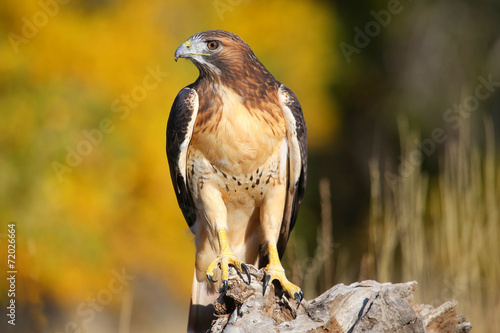 Red-tailed hawk sitting on a stump