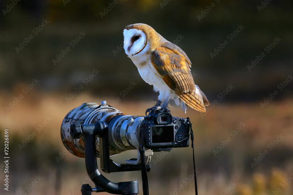 Fototapeta premium Barn owl sitting on a camera