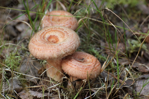 Saffron milk cap (Lactarius deliciosus) mushroom