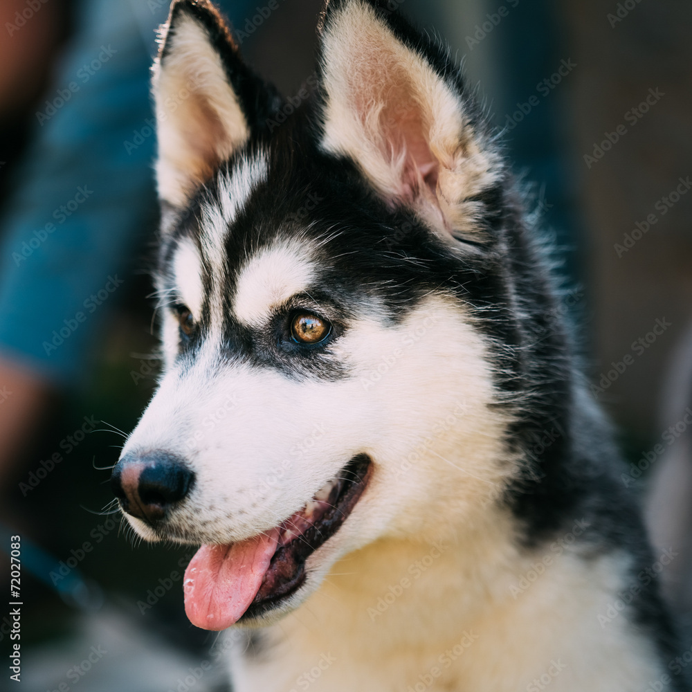 Close Up Young Happy Husky Puppy Eskimo Dog Close Up Young Happy Husky Puppy Eskimo Dog