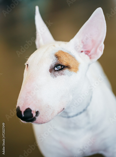 Close Up Pet White Bullterrier Dog