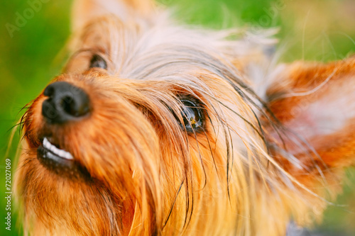 Close Up Yorkshire Terrier On Green Grass
