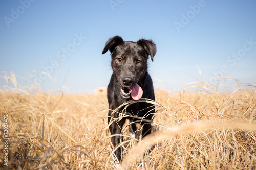 Black dog looking at the camera