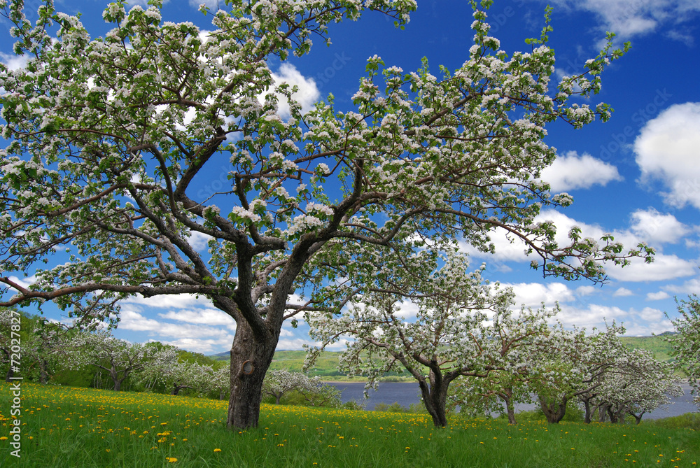 White Flowers of Apple Trees White Flowers of Apple Trees