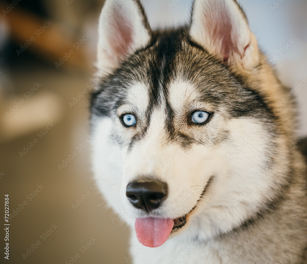 Obraz premium Gray Adult Siberian Husky Dog (Sibirsky husky)
