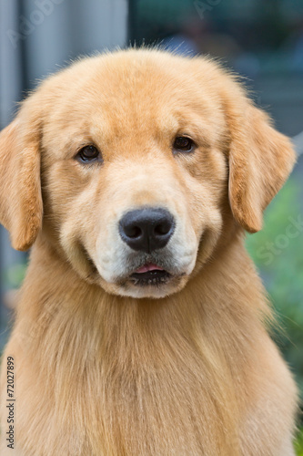 Close shot golden retriever lovely expression.