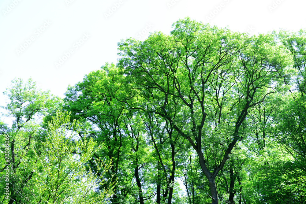 Beautiful trees in forest Beautiful trees in forest