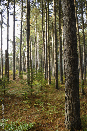 Early Morning View of Pine Forest in Fall © junej