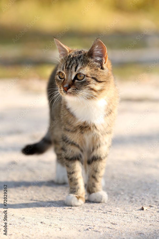 Fototapeta premium Cat outdoors